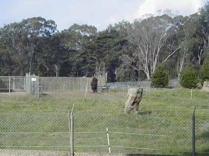 Buffalo in Golden Gate Park<br>Location: <a href="https://www.google.com/maps/search/?api=1&query=37.76916,-122.49734" target="_new">Bison Paddock, Golden Gate Park</a>